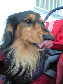 090212ミッキー8