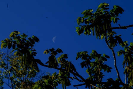 月とクルミの木