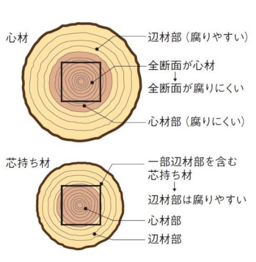 木の断面