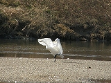 白鳥4.jpg