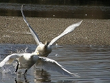 白鳥11.jpg