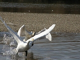 白鳥12.jpg
