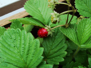 ワイルドストロベリー