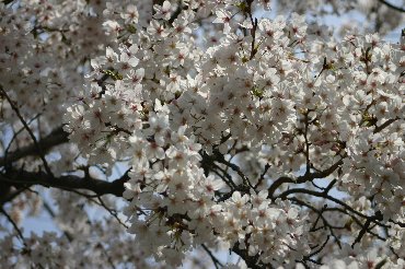 20080407_sakura_hana_2