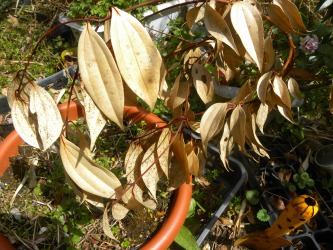 DSCN6353.jpg