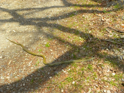 DSCN5779.jpg