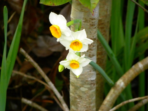 DSCN7286.jpg
