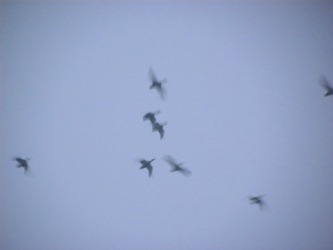 DSCN6324.jpg