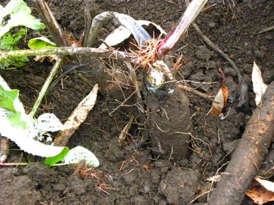 DSCN3929.jpg