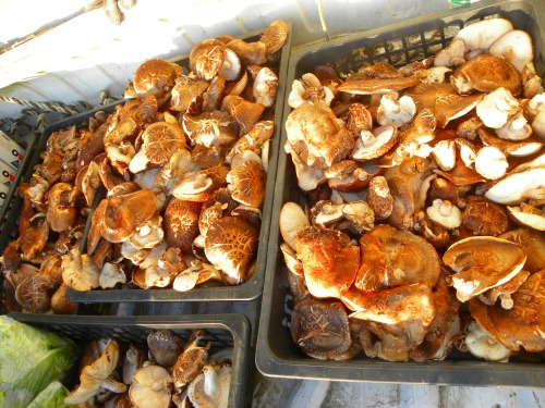 DSCN5815.jpg