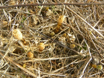 DSCN6351.jpg