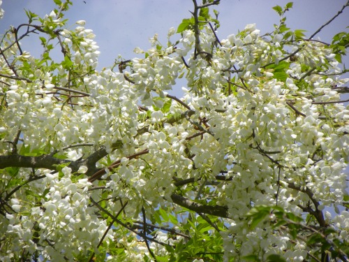 DSCN5882.jpg