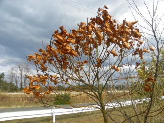 DSCN6352.jpg