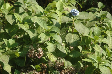 DSC_0007.jpg