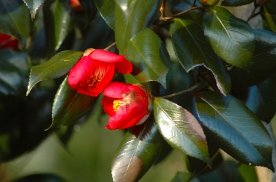 DSC_0020.jpg