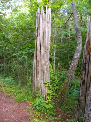 DSCN9203.jpg
