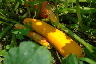 DSC_0003.jpg