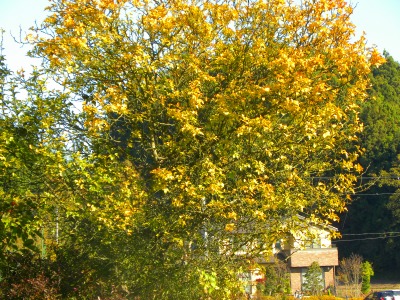 DSCN3610.jpg