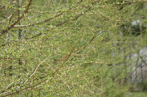DSC_0013.jpg