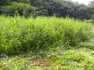 DSCN8995.jpg