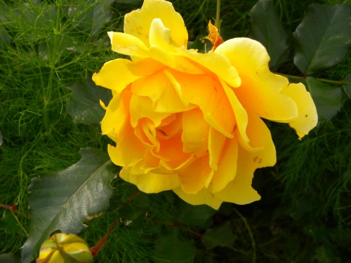 DSCN7372.jpg