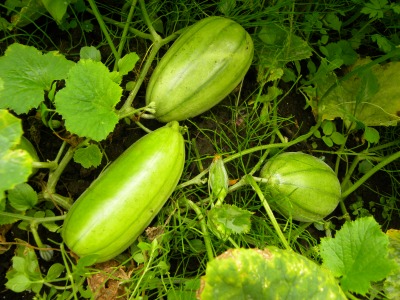 DSCN8816.jpg