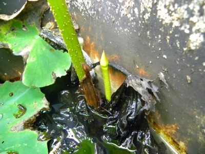 DSCN9845.jpg