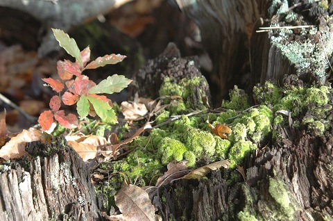 DSC_0034.jpg
