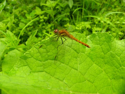 DSCN8811.jpg