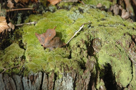 DSC_0042.jpg