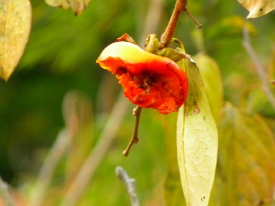 DSCN3588.jpg
