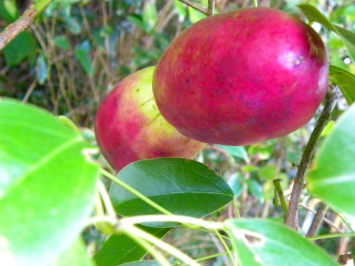 DSCN7275.jpg
