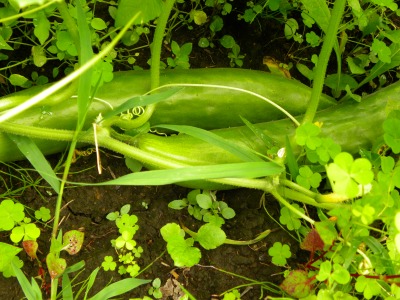 DSCN8810.jpg