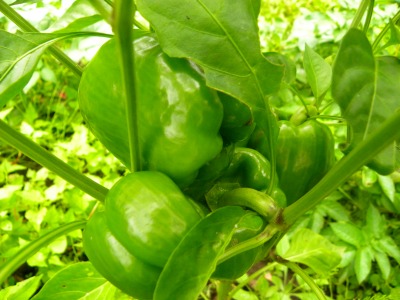 DSCN8806.jpg