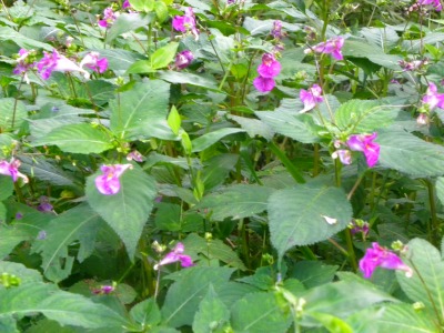 DSCN9846.jpg