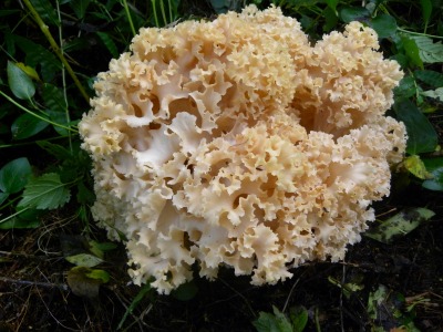 DSCN9955.jpg