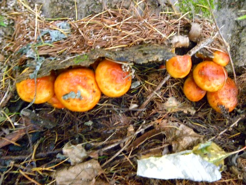 DSCN6950.jpg