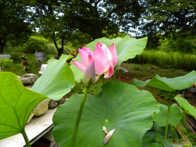 DSCN8965.jpg