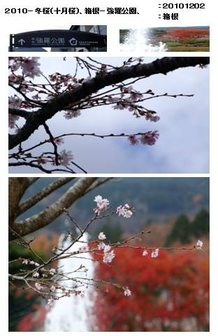 10 冬桜 十月桜 箱根ー強羅公園 気ままに 今日を楽しく 明日はもっと楽しく 楽天ブログ