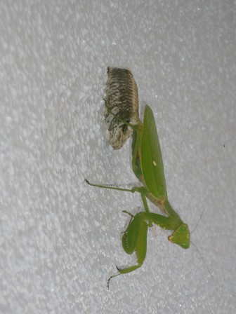 PA070262.JPG