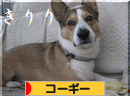 きりり.gif