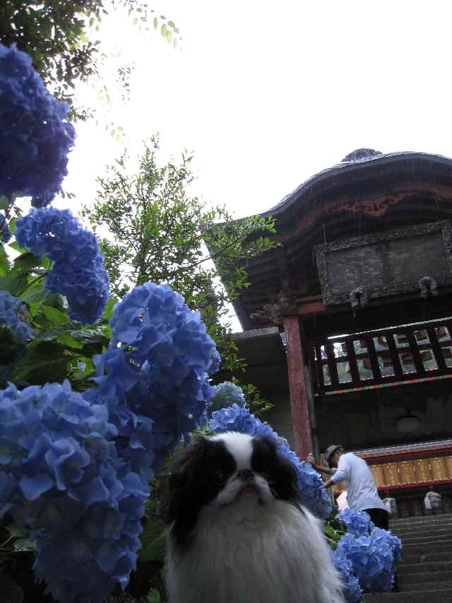 大平山1.jpg