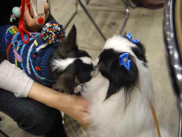 チワワちゃん.jpg