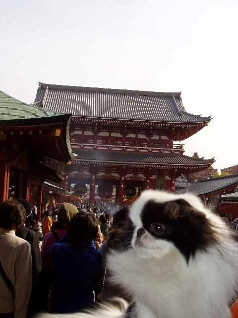 浅草寺.jpg