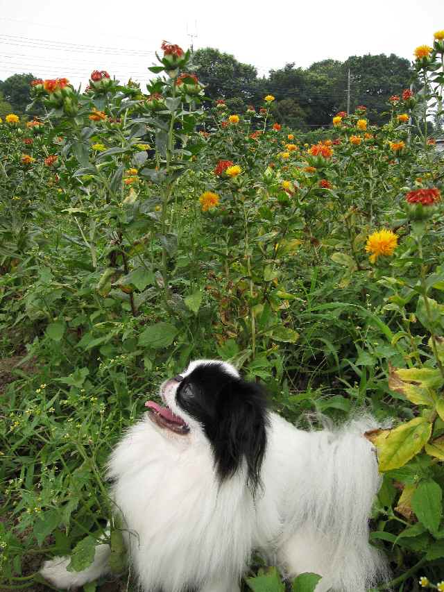 ベニバナ1.jpg