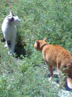 ネネも戦闘モード！！