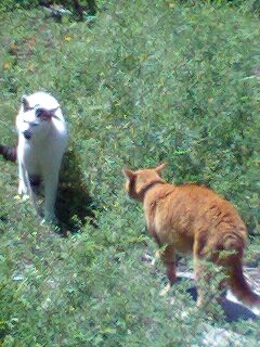 敵は吠えてます！！