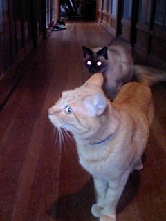 ナンダナンダ♪