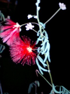 夜の合歓の木☆