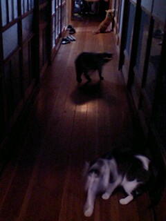 おおぉぉっと☆ヤバイ